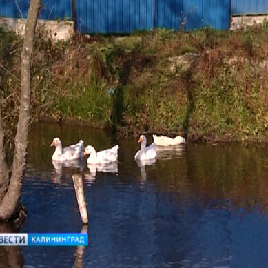 В поселке Люблино из-за нелегальной постройки может погибнуть рыба