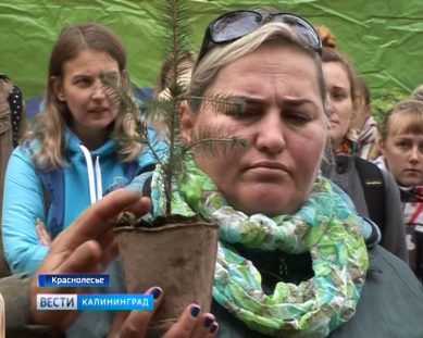 Жители Янтарного края присоединились к всероссийской акции «Живи, лес!»