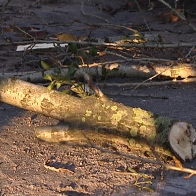 Во время шторма в Калининграде повалило 20 деревьев