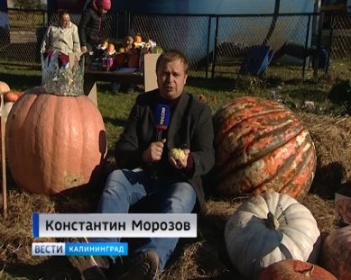 В Багратионовском районе прошёл фестиваль «Золотая тыква»