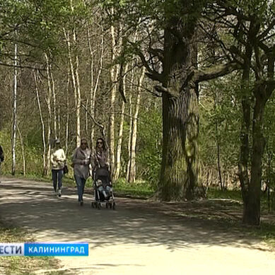 Побережье озера Летнего в Калининграде украсят пять серебристых клёнов