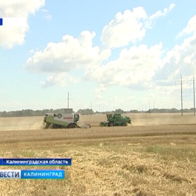 Россия отправит в Бразилию вторую партию пшеницы