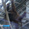 В Калининградском зоопарке орангутаны тренируют свои умственные способности