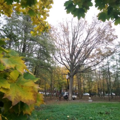 В городском парке Зеленоградска спасают Императорский дуб (фото)