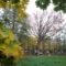 В городском парке Зеленоградска спасают Императорский дуб (фото)
