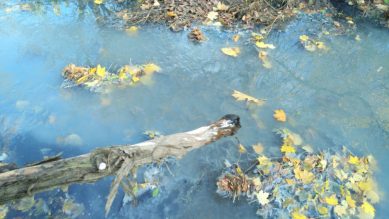 Экологи ОНФ проверили ручей Лесной в Калининграде