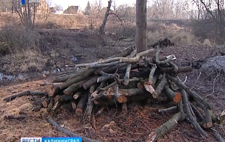 В Немане мужчина напилил деревьев на 7 лет лишения свободы