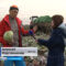 В Гурьевском районе начали собирать позднюю капусту