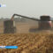 Калининградская область лидирует по объёмам сбора урожая кукурузы