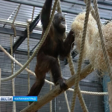 Родившийся в Калининградском зоопарке детёныш орангутана оказался мальчиком