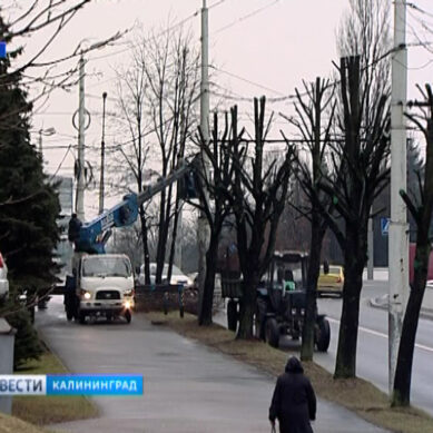 В Калининграде будут централизованно высаживать деревья