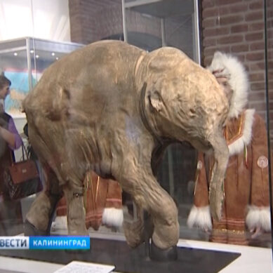 В Музее Мирового океана появилась копия мамонта