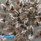 В Гусеве горожане подкармливают сотни диких уток