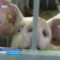 Свиноводческие предприятия области намерены восстановить поголовье уничтоженное из-за АЧС