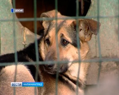 Волонтёры организации «Право на жизнь» приглашают калининградцев на прогулку с собаками из приюта