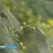 В субтропической оранжерее Ботанического сада зацвела мимоза