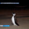 На пляже в Янтарном гагарку приняли за пингвина