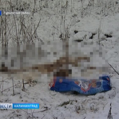 В Гурьевском районе обнаружили разрубленную на части собаку