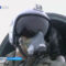 Российский истребитель перехватил самолет-разведчик ВВС Швеции над Балтикой