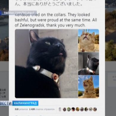 Японские коты примерили подарок из Зеленоградска