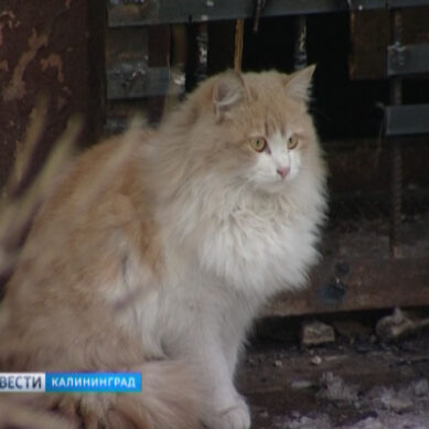 В Калининграде спасли замурованных в подвале котов
