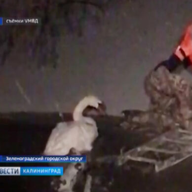 В Зеленоградском районе спасли вмерзшего в лёд лебедя
