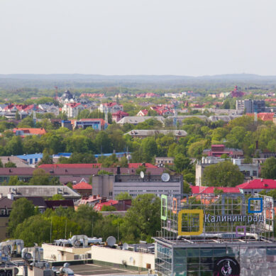 В Калининградской области объявлен призовой конкурс на лучший талисман переписи населения