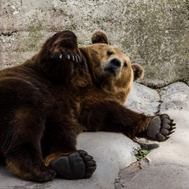 Медведю Фиме из Калининградского зоопарка сегодня — 19 лет