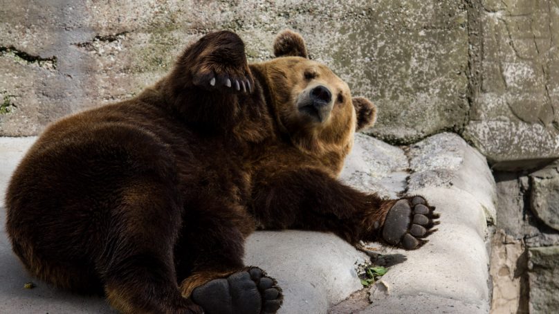 Медведю Фиме из Калининградского зоопарка сегодня — 19 лет