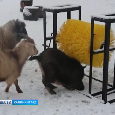 В Калининградском зоопарке установили аттракцион «Почеши козу!»