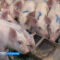 Крупнейшие калининградские производители практически восстановили поголовье свиней после АЧС
