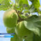 Площадь плодовых садов в Калининградской области превысила отметку в 900 гектаров