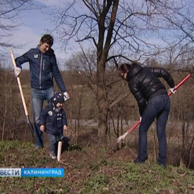 Калининградцев научат уважать природу с детского сада
