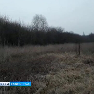 В лесу под Черняховском охотники обнаружили труп пенсионерки