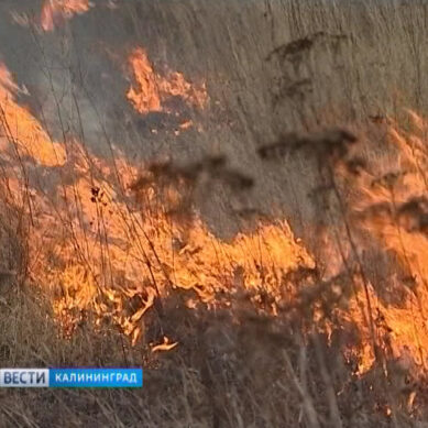 За сутки в Калининградской области зафиксировано 48 случаев поджога сухой травы