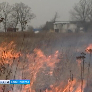 За сутки в Калининградской области зафиксировано более 40 случаев поджога сухой травы