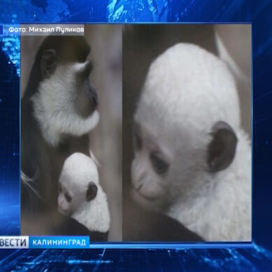 Калининградский зоопарк опубликовал первое фото детёныша обезьяны-колобуса