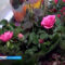 Цветы в Калининград привозят из Европы, Латинской Америки и Африки
