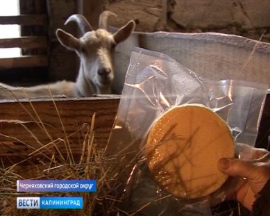 В Калининградской области растёт число хозяйств, в которых готовят популярные виды сыров