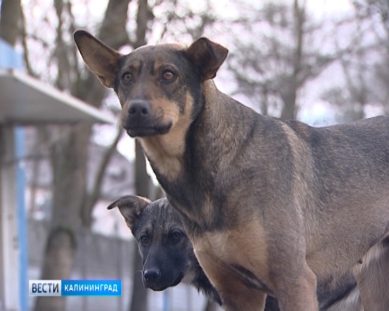 Калининградцы жалуются на бездомных собак