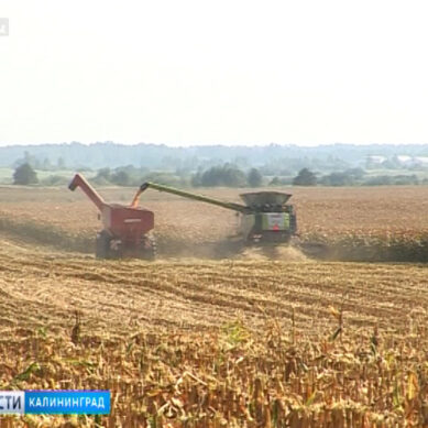 Калининградская областная Дума одобрила поддержку сельскохозяйственной отрасли