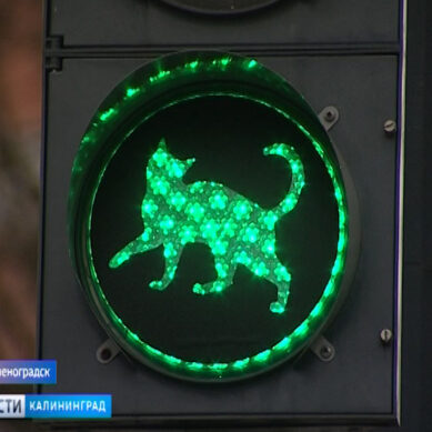 В Зеленоградске появился светофор с котами