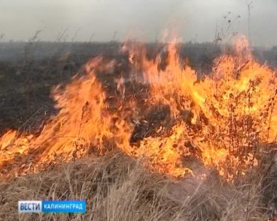 В Калининградской области вводится особый противопожарный режим