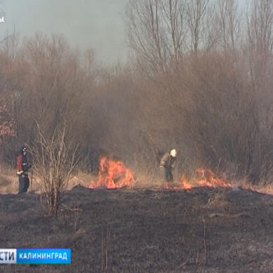 Штрафы за поджог травы в Калининградской области вырастут в несколько раз