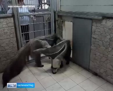 В Калининградском зоопарке познакомили муравьедов