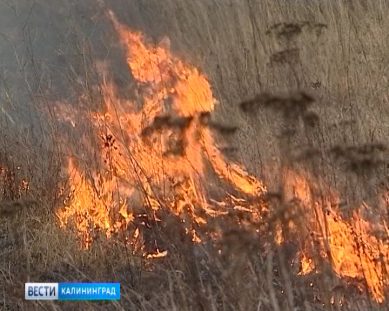 За сутки в Калининградской области зафиксировано 13 случаев возгорания сухостоя