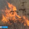 За сутки в Калининградской области зафиксировано 13 случаев возгорания сухостоя