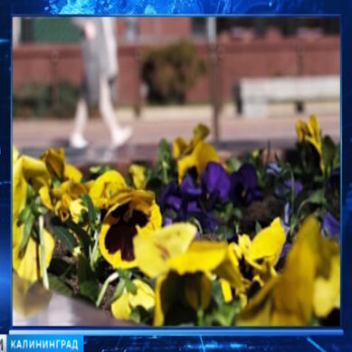 На улицах Калининграда начали высаживать цветы