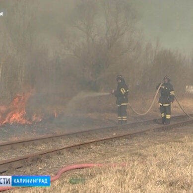 В Калининградской области за сутки пожарные потушили 19 палов травы