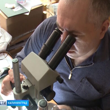 В Калининграде обнаружили новые виды насекомых, живших 40 миллионов лет назад